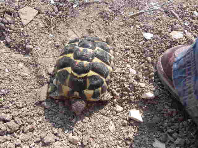 femelle ou mâle, il ou elle  a 4 ans Tortue17