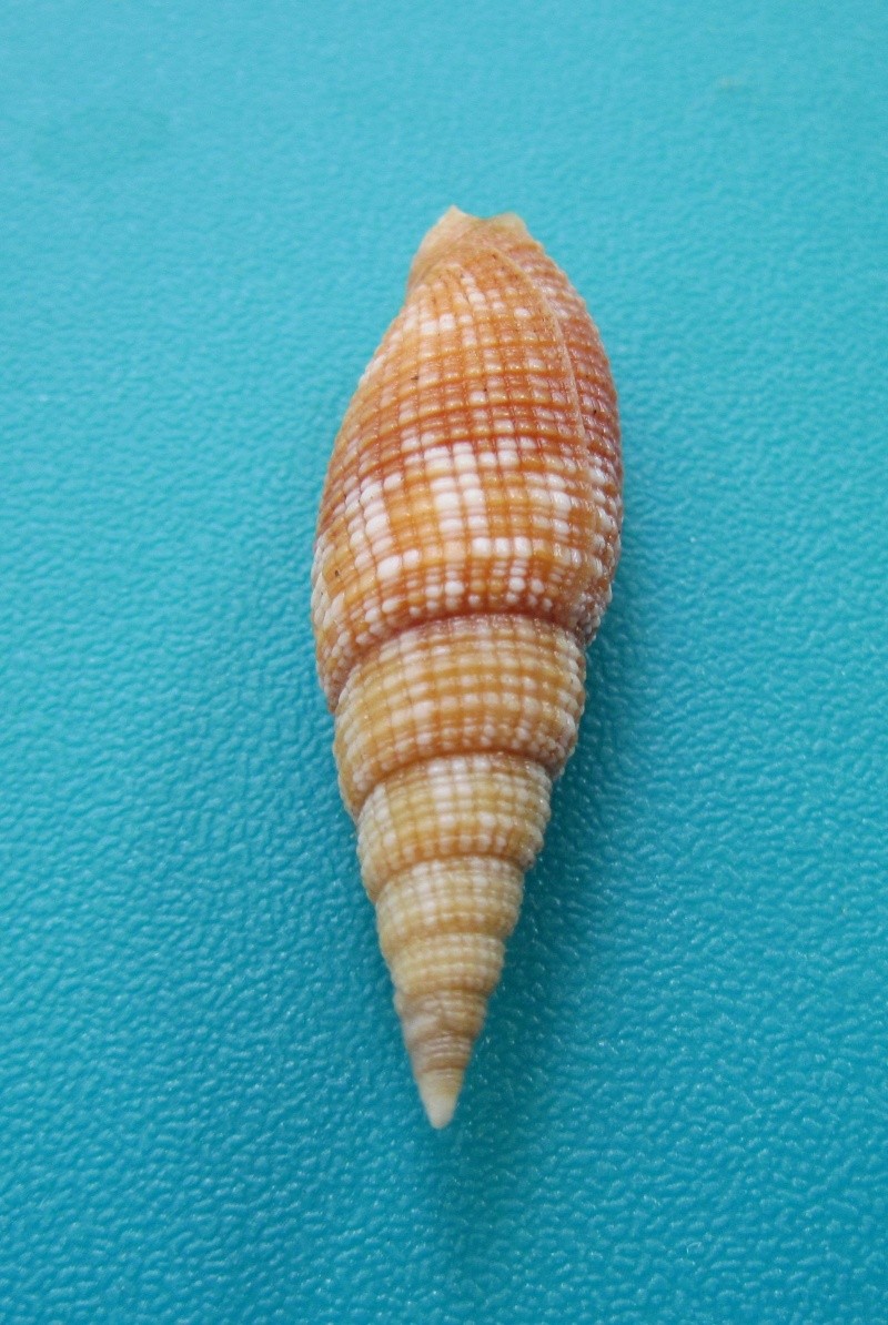 Neocancilla arenacea (Dunker, 1852)  Aranac12
