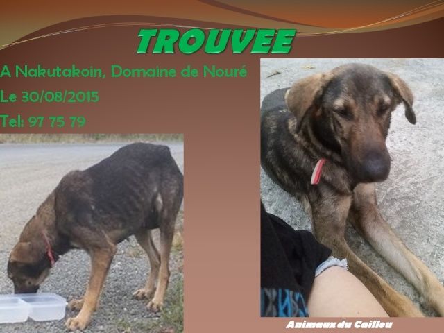 TROUVEE chienne berger marron foncée et fauve au Domaine de Nouré, Nakutakoin le 30/05/2015 20150811