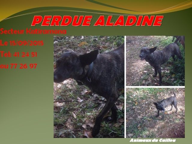 bleu - PERDUE ALADINE chienne bringée, tatouée, collier bleu secteur Katiramona début août 2015 20150949