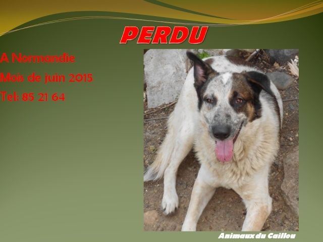 berger - PERDU croisé berger allemand chien rouge blanc fauve et marron à Normandie en juin 2015 20150976