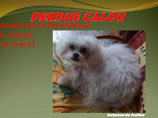 PERDUE CALOU bichon blanc quartier Port du Sud, Orphelinat le 11/10/2015 20151039