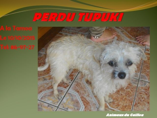 PERDU TUPUKI chien de petite taille crème et blanc à la Tamoa le 12/10/2015 20151042