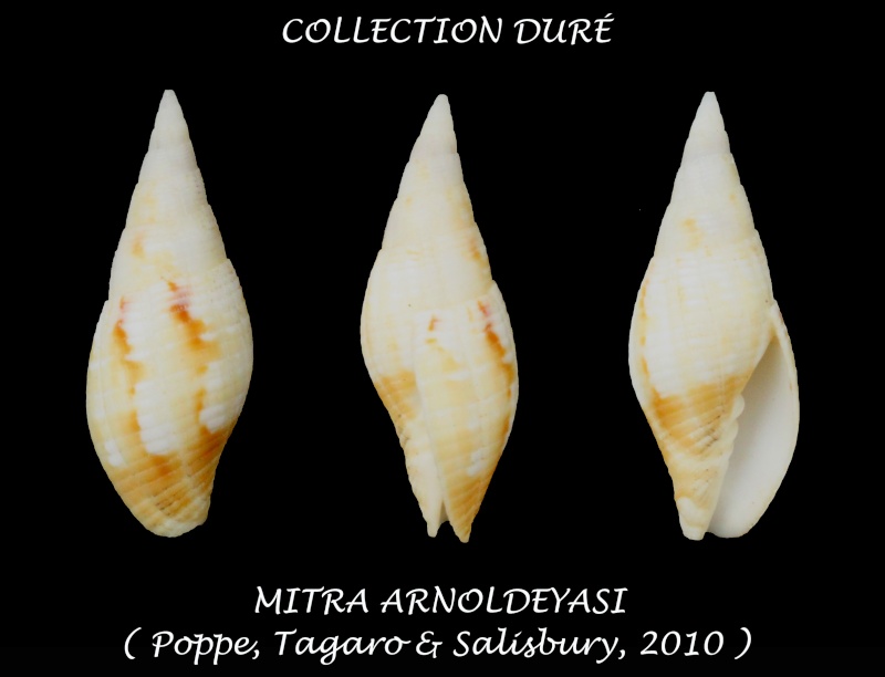 Calcimitra arnoldeyasi (Poppe, Tagaro & Salisbury, 2010) Panora19