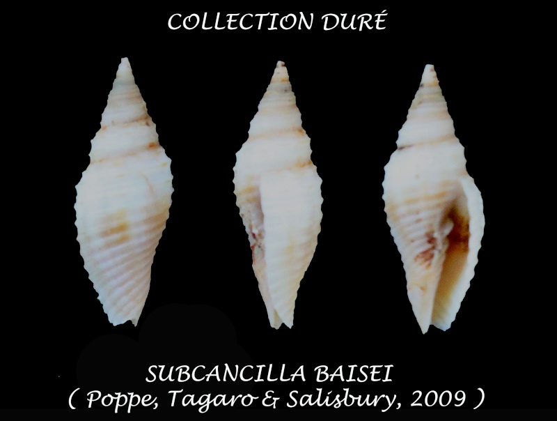 Imbricaria baisei (Poppe, Tagaro & Salisbury, 2009)  Panora28