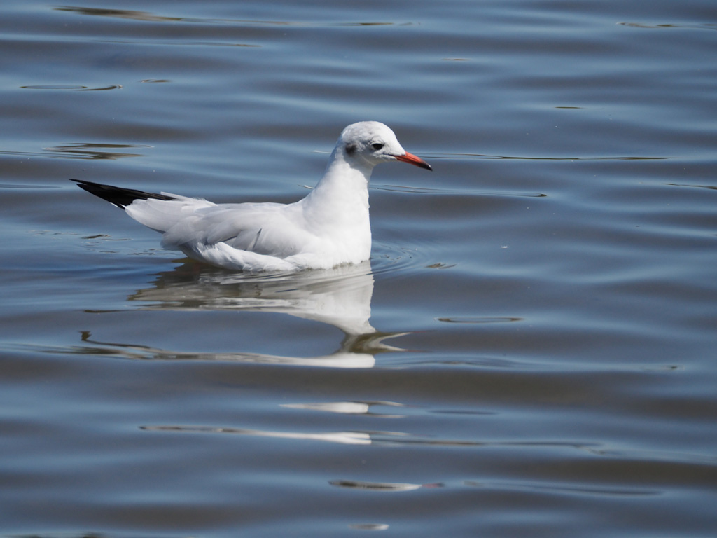 Une méthode pour photographier les oiseaux blancs P9074010