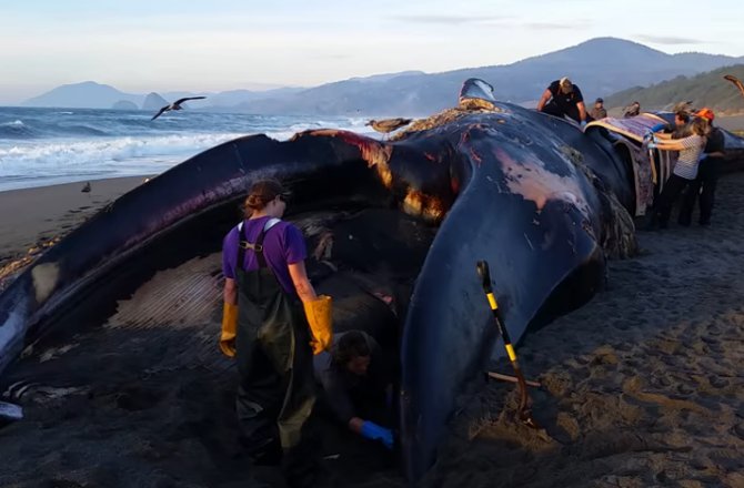 [News] Baleine bleue échouée en Oregon Dead-b10