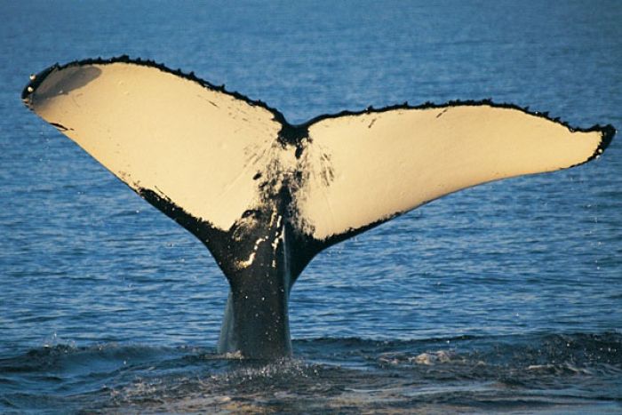 [News] 12 baleineaux en 20 ans!  Nala10