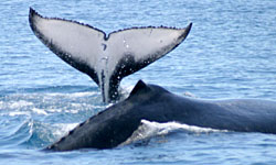 [News] 12 baleineaux en 20 ans!  Nala_t10