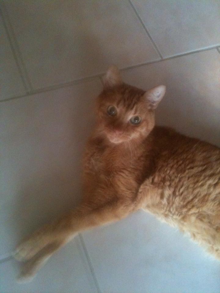 Arlequin, chat roux diabétique de 13 ans - en Famille d'accueil Arlequ10