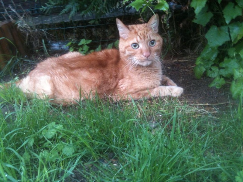 Arlequin, chat roux diabétique de 13 ans - en Famille d'accueil Arlequ11