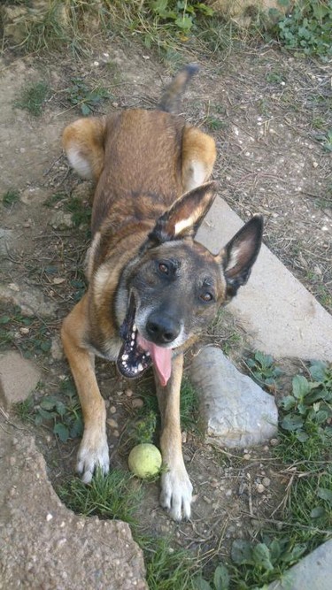 FJORD - berger belge malinois 6 ans (5 ans de refuge)  SLPA à Amance (54) Fjord310