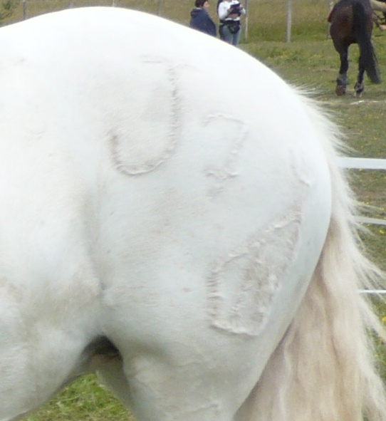 Fête du cheval camargue Fer10