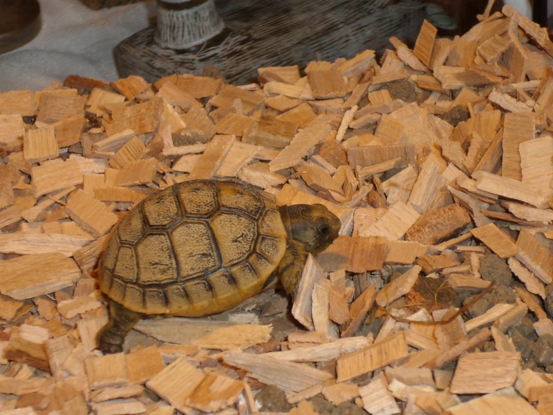 jeune tortue mauresque sans appétit Dsci0314