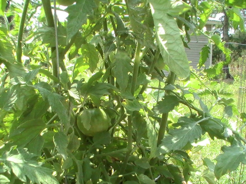 tomato tues for lower south Pic_0115