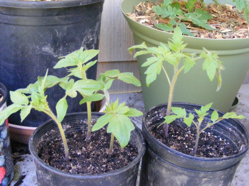 Tomato Tuesday for the PNW 05_24_10