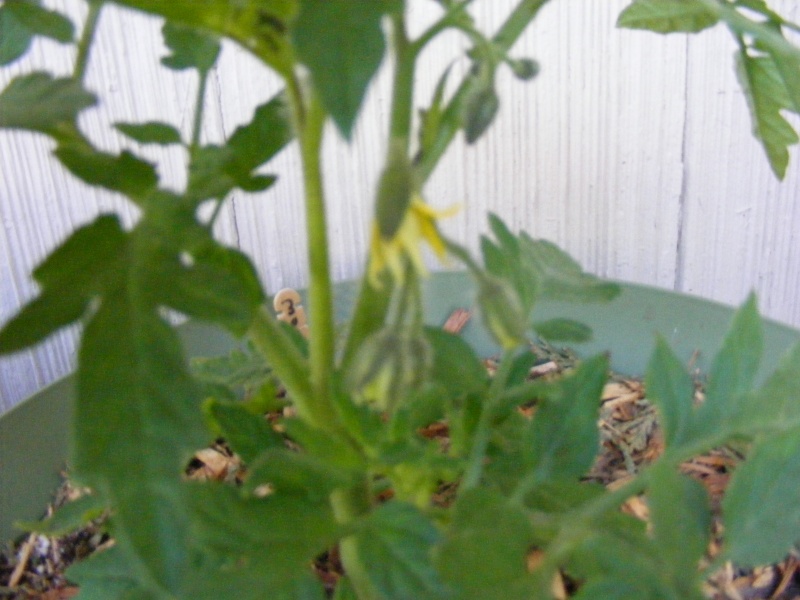 Tomato Tuesday for the PNW 05_24_12