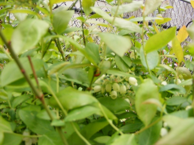 potatoes :) 05_29_15