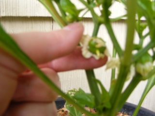 potatoes :) 05_29_17