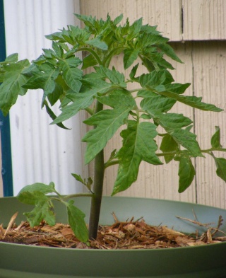 Tomato Tuesday for the PNW 05_31_10