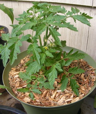 Tomato Tuesday for the PNW 05_31_12