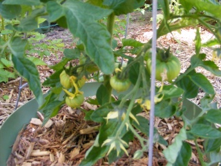 Tomato Tuesday for the PNW - Page 2 06_21_11