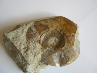 Ammonites find Fossil11