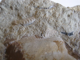 Ammonites find Fossil13