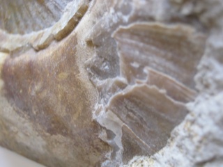 Ammonites find Fossil15