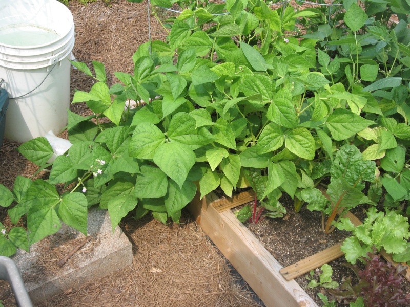 My bush beans are trying to vine as well Sfg_ju11