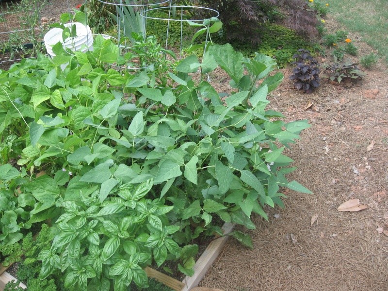My bush beans are trying to vine as well Sfg_ju12