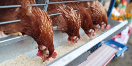 Dans des fermes-usines sans pitié, des animaux sont bourrés d’antibiotiques. 15495_10