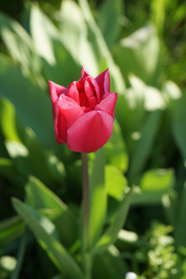 la tulipe... Dsc01210