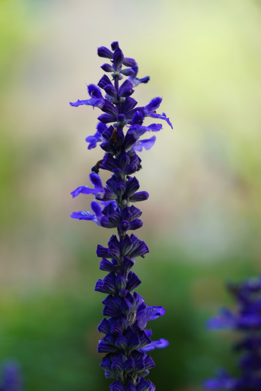 fleurs...bleu/violet Dsc05218