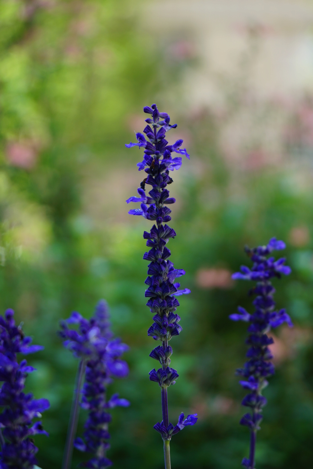 fleurs...bleu/violet Dsc05219