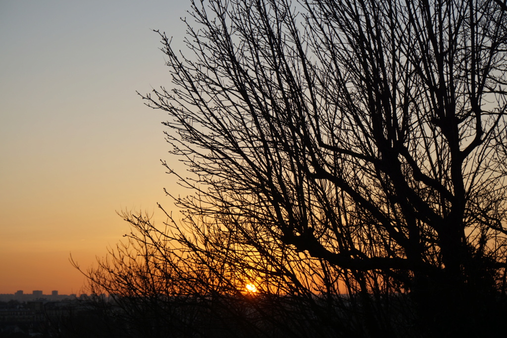 soleil...et arbres Dsc05324