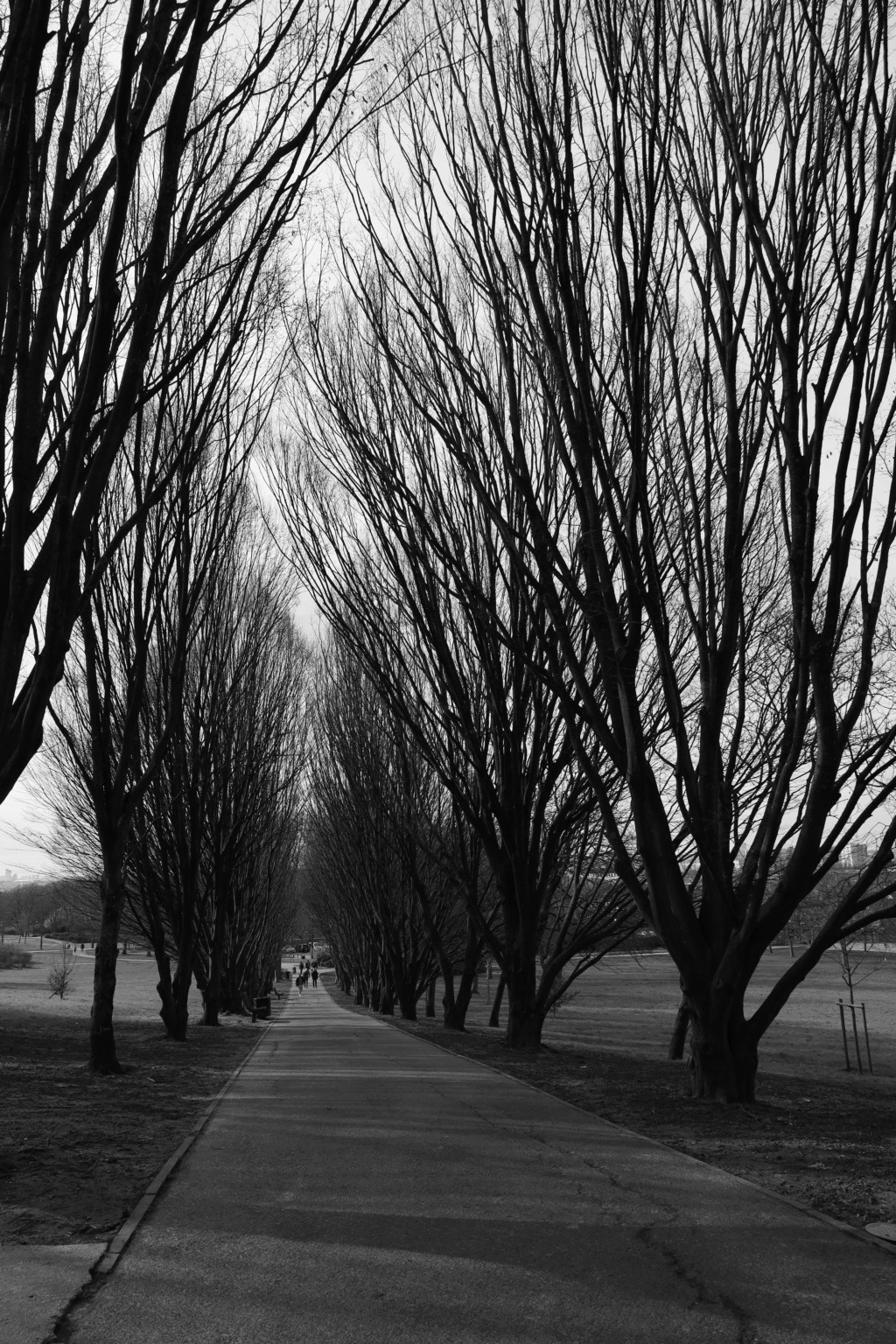 les arbres...