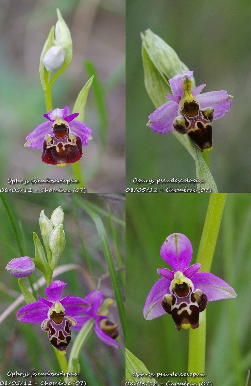 Ophrys fuciflora subsp.demangei... Chomer10