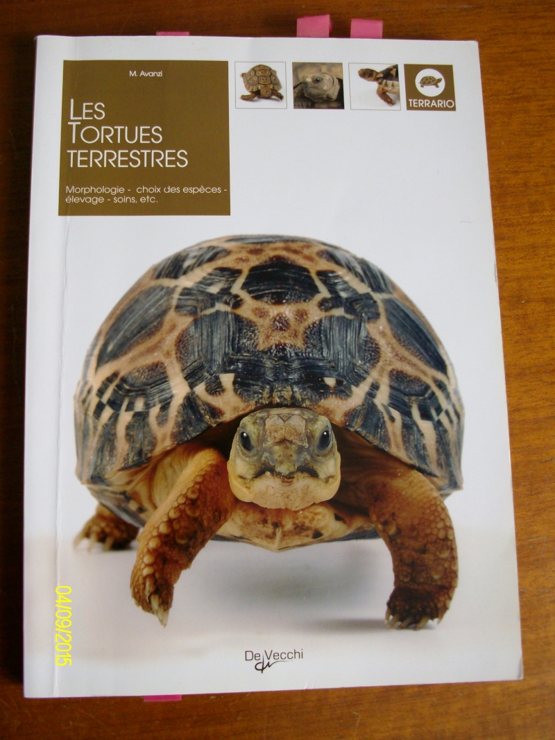 les tortues terrestres Imgp3018