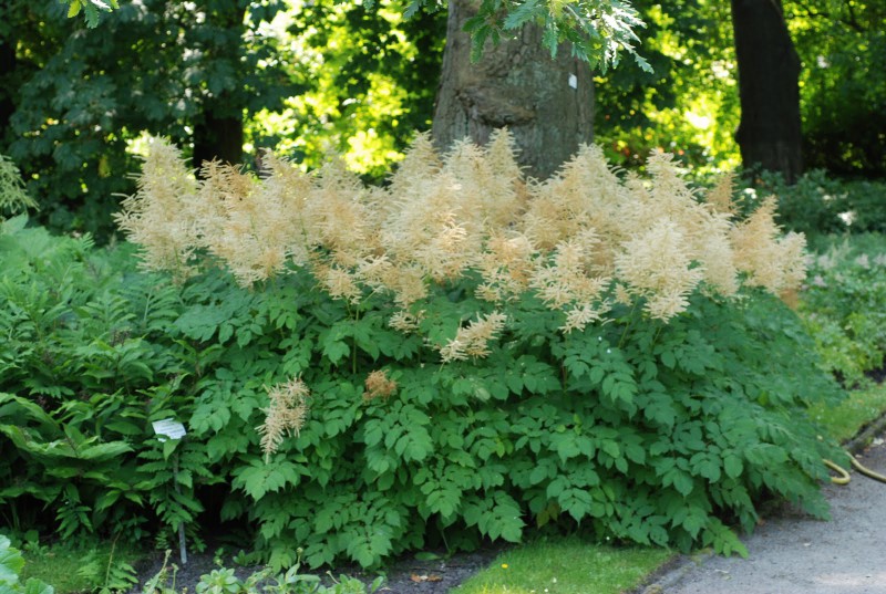 Persicaria polymorphum - Page 15 Aruncu10