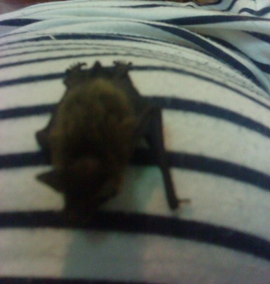 Bebe Chauve Souris Reccueilli Ce Matin