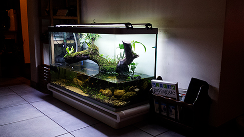 Mur végétal avec aquarium de 320L ---> Paludarium - Page 14 20151012