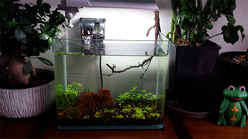 Mur végétal avec aquarium de 320L ---> Paludarium - Page 14 20151112