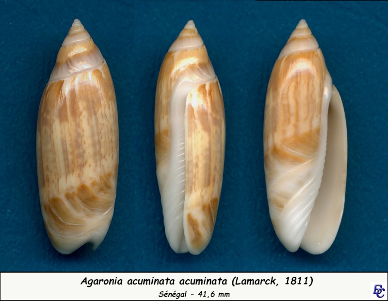 Agaronia acuminata (Lamarck, 1811) Acumin10