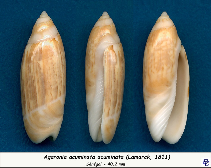 Agaronia acuminata (Lamarck, 1811) Acumin11