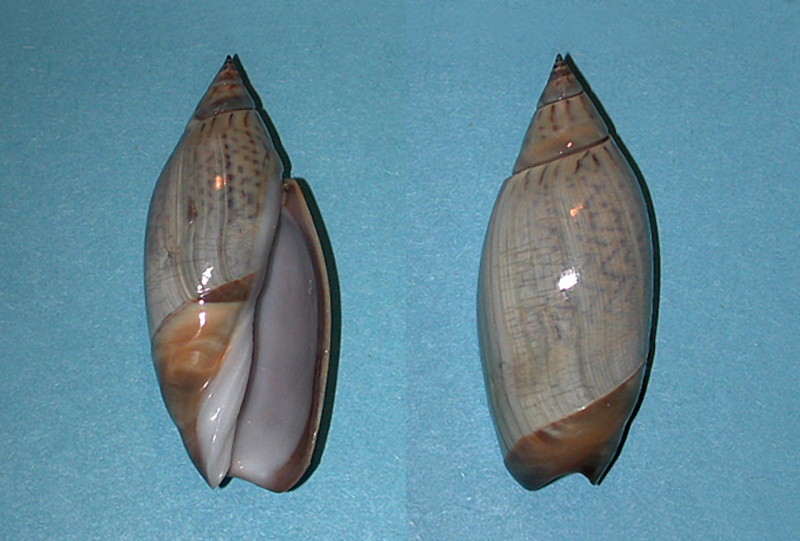 Agaronia testacea (Lamarck, 1811) Agaron25