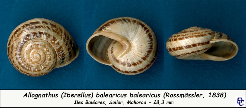 Allognathus balearicus balearicus (Rossmasser, 1838) Allogn10