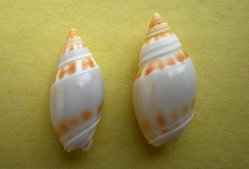 Amalda marginata (Lamarck, 1811) Amalda16