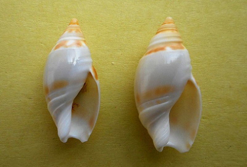 Amalda marginata (Lamarck, 1811) Amalda17