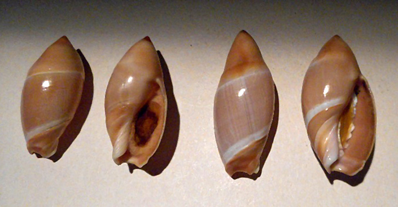 Amalda mucronata (G.B. Sowerby I, 1830)  Amalda19